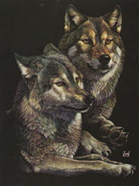 These two wolves are mates