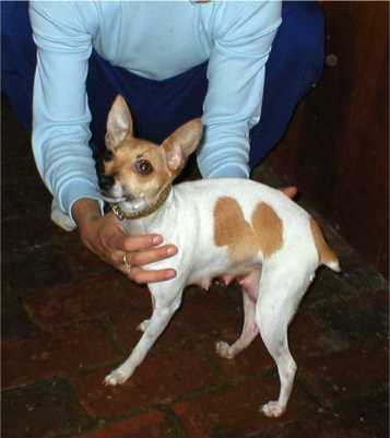 Click to go to the pupy page