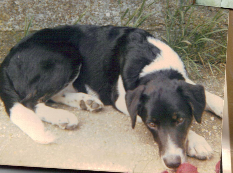 Brandy
