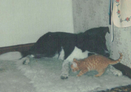 Brandy & Schmoo (the kitten)