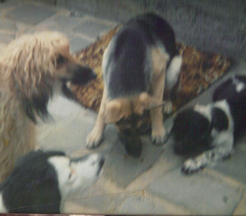 Leo and friends; Bobby, Dotty & Buttons