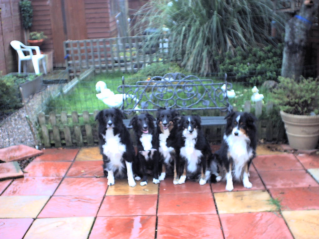 Remy, Zeta, Cody, Lily & Alpha