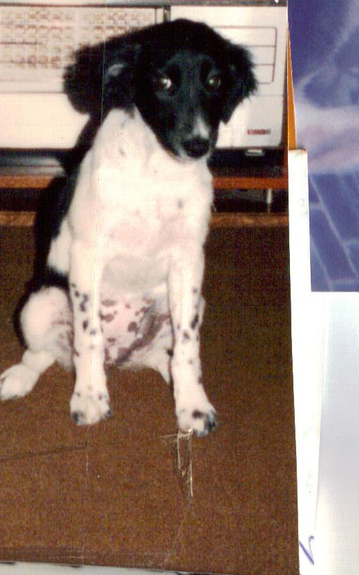 Trudy as a pup