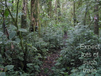 Typical trail