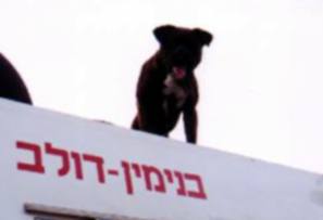 Doron's dog on our firetruck