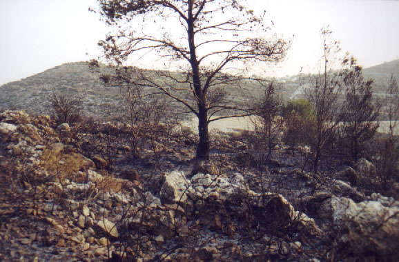 Ashes&nbsp; and burned tree, remaines of&nbsp; a fire