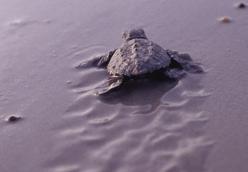 Turtles