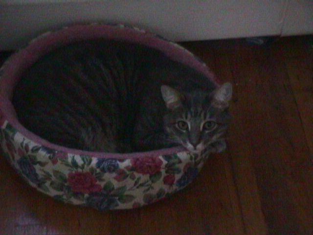pink bed