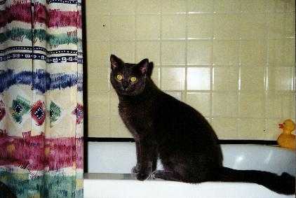 Who says kitties don't use the bathroom?