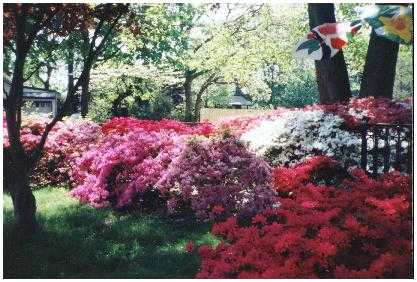 Azaleas