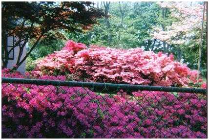 Azaleas