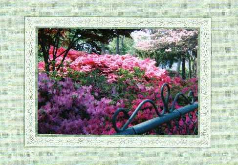 Azaleas