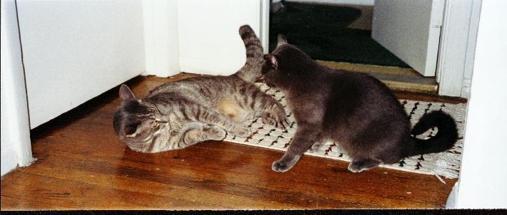 Battle