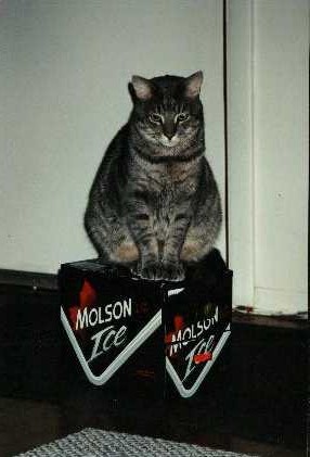 Molson