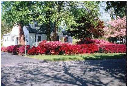 Azaleas