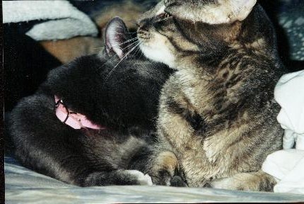 Kitty Secret