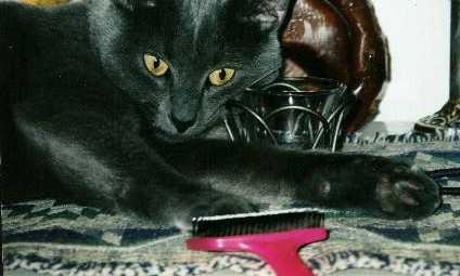 brush me