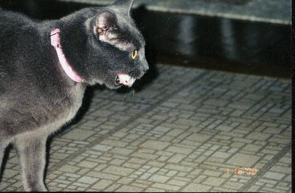 Mouse