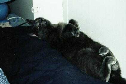 Sweet Dreams