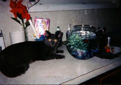 Fishbowl