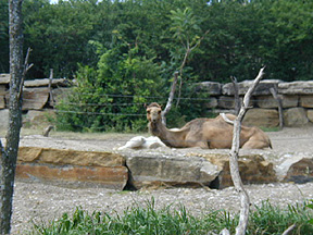 Pictures of the KC Zoo
