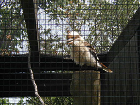 Pictures of the KC Zoo