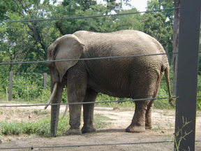 Pictures of the KC Zoo