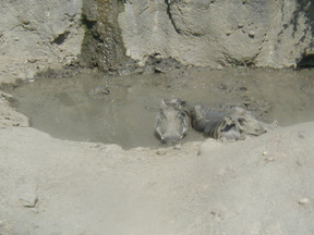 Pictures of the KC Zoo