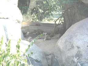Pictures of the KC Zoo