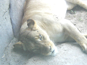 Pictures of the KC Zoo