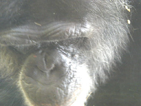 Pictures of the KC Zoo