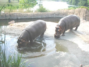 Pictures of the KC Zoo