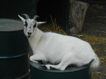 picture of Zoo Nebraska