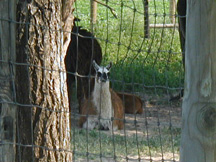 picture of Zoo Nebraska