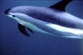 Atlantic Spotted Dolphin