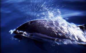 Atlantic White Sided Dolphin
