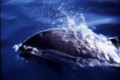 Atlantic White Sided Dolphin