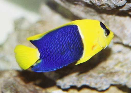 Bicolor Angel Fish