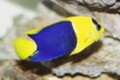 Bicolor Angel Fish