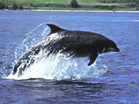 Black Dolphin