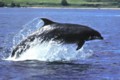 Black Dolphin