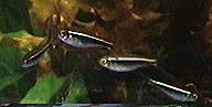 Black Neon Tetra