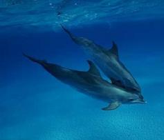 Blue Dolphin