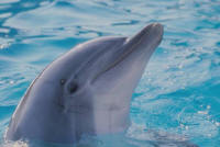 Bottlenose Dolphin
