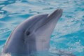 Bottlenose Dolphin