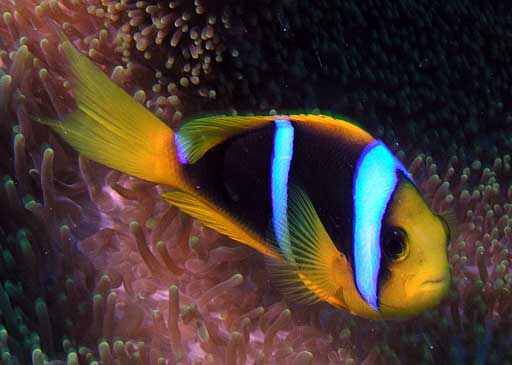 Clark's Clown Fish