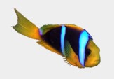 Clown Fish