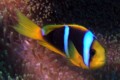 Clark's Clown Fish