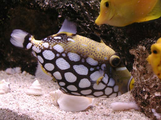 Clown Trigger Fish