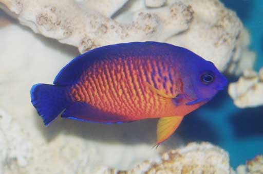 Coral Beauty Fish